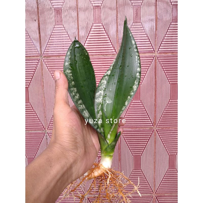 Sansevieria sensivera sansivera futura whitney ex USA