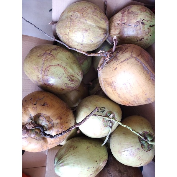 

kelapa kopyor premium