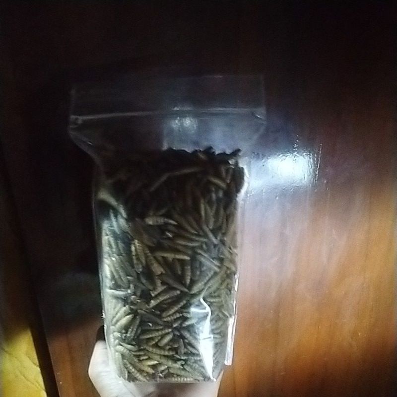

maggot ikan chana maru ys dan cepat mengeluarkan bunga/cabung