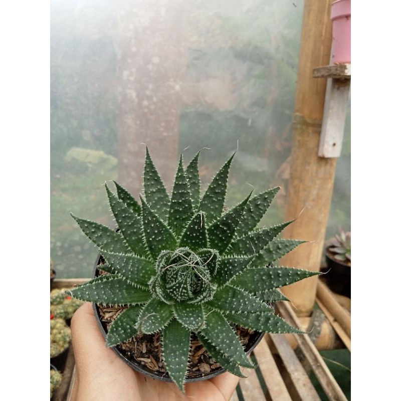 Sukulen Aloe aristata