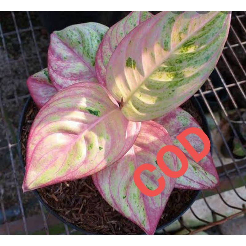 bonggol aglonema asri