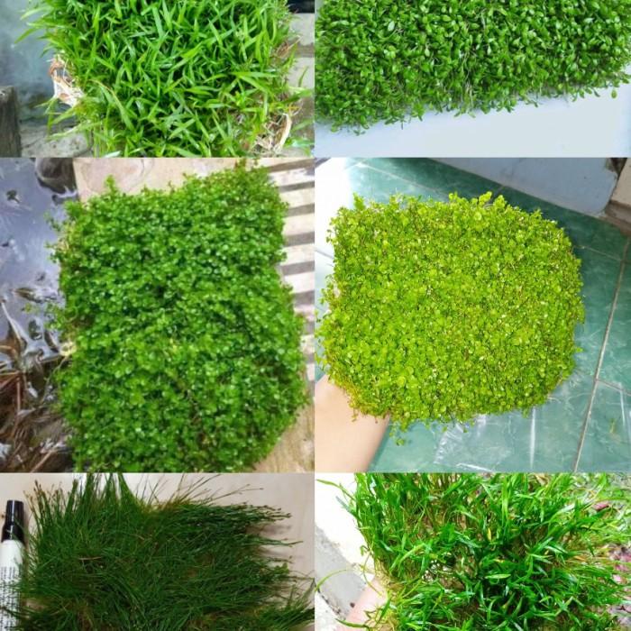 Aqua | Paket Tanaman Dasar/Karpet 6 Jenis Aquascape