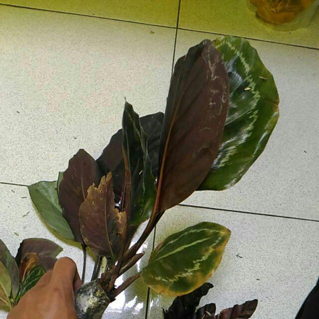 Tanaman Hias Calathea Green Lipstik