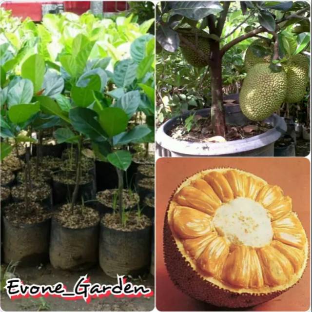 Bibit nangka mini madu