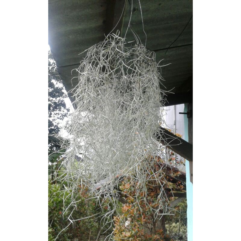 Tillandsia usneooidis(jenggot musa)(jenggot dewa)