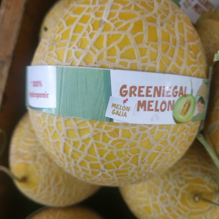 

Melon Hydroponic Greeniegal kg