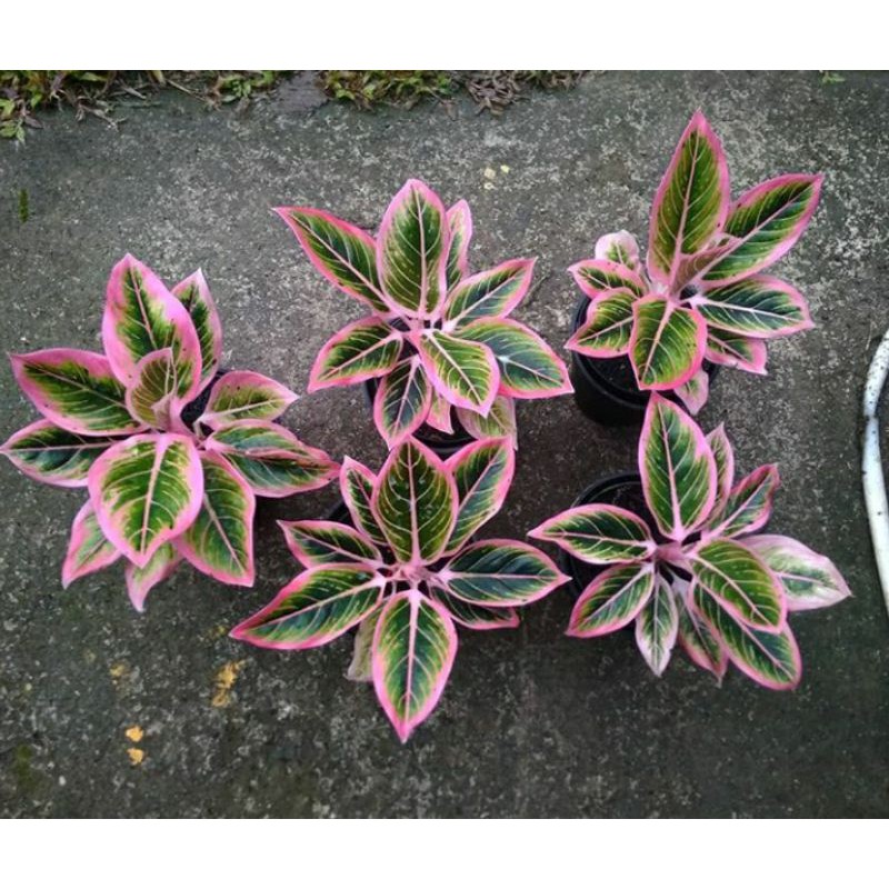 Aglonema lotus khanza super sehat bonggol