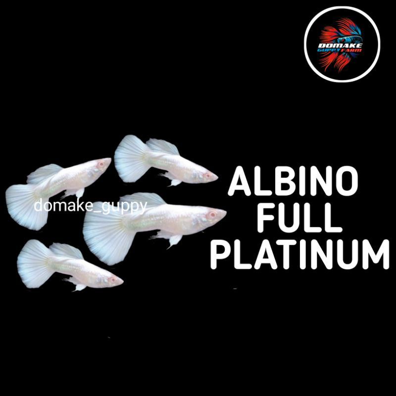 

Ikan guppy albino platinum AFP paket jantan dan Betina