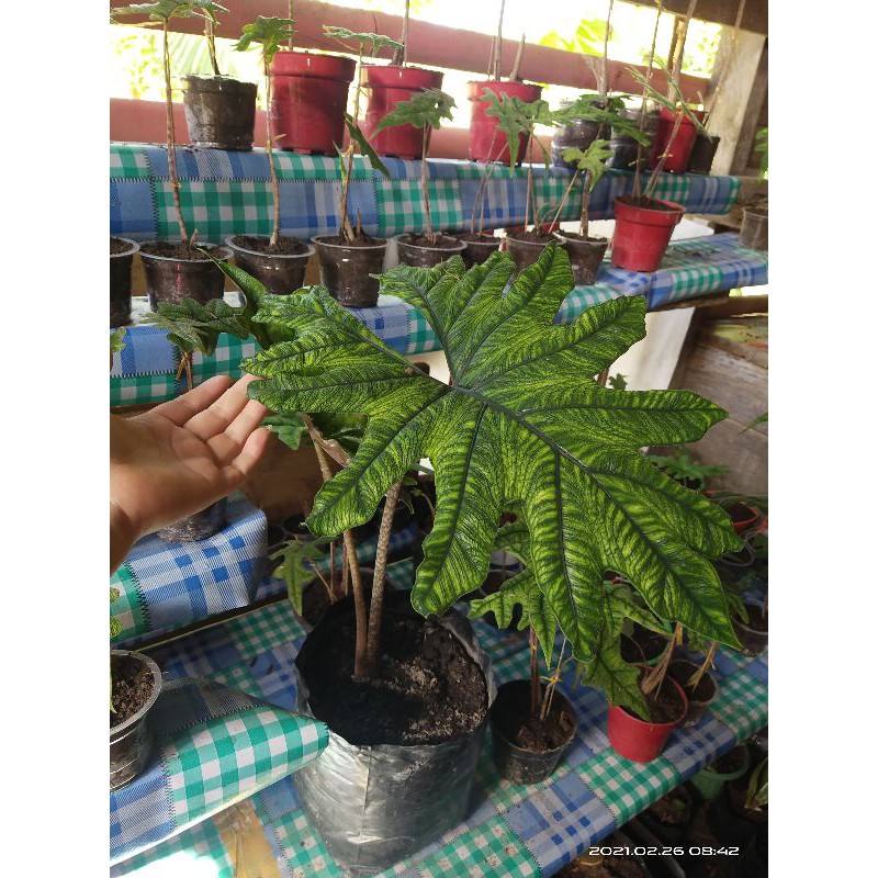 alocasia Jacklyn dewasa 2 daun
