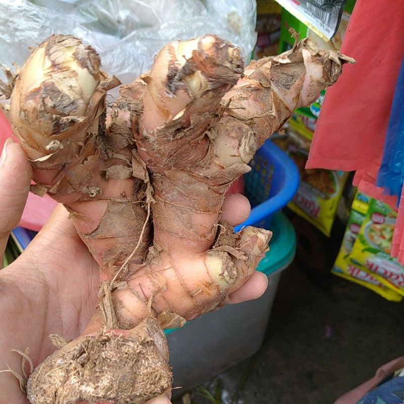 

laos lengkuas tua/ muda segar bumbu pawon bumbu dapur semarang 150 gr lebih