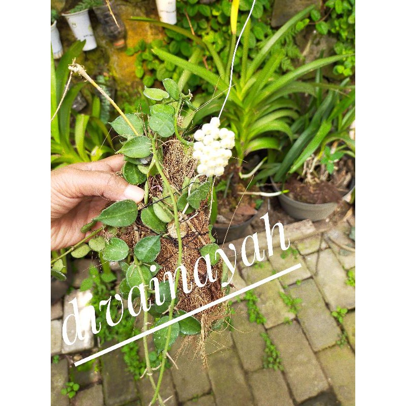 Tanaman hias Hoya lactunosa wangi