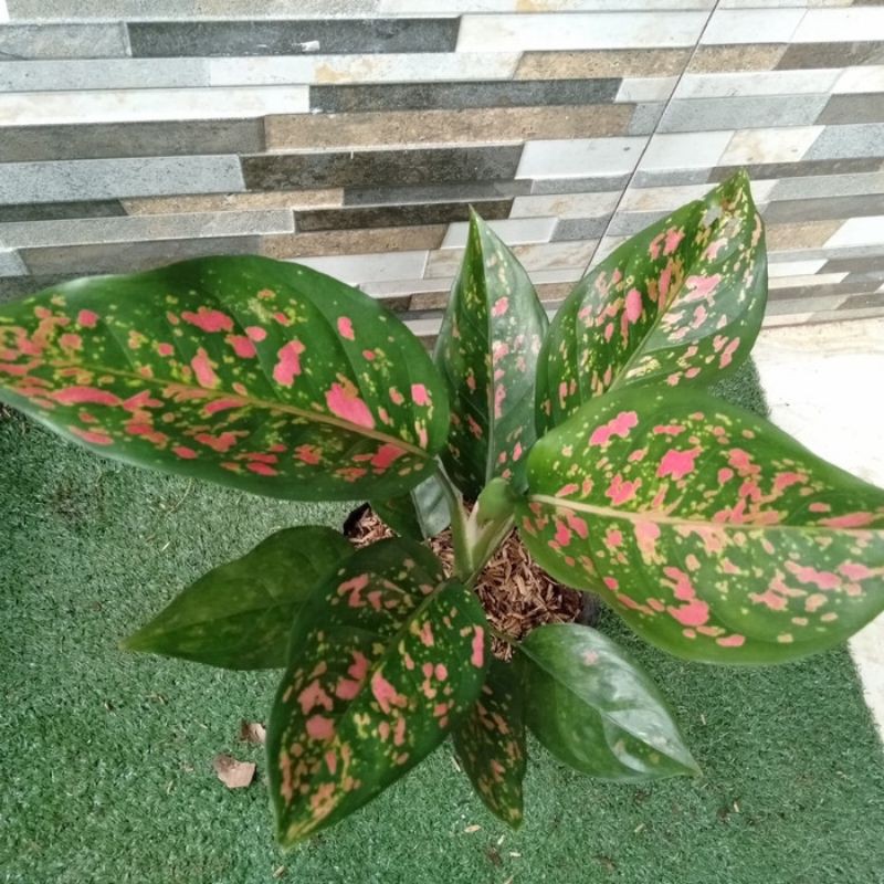 Aglonema Ruby Pink dewasa/remaja