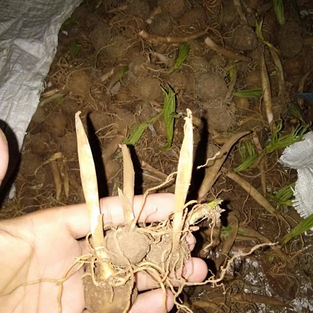 Bibit porang super bertunas