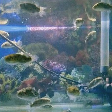 ikan buntal air tawar