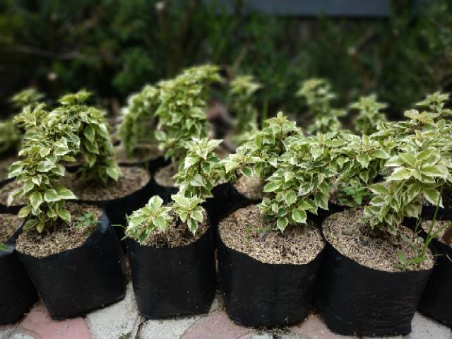Bahan Bonsai Bougenville Singapore Variegata Micro Ori