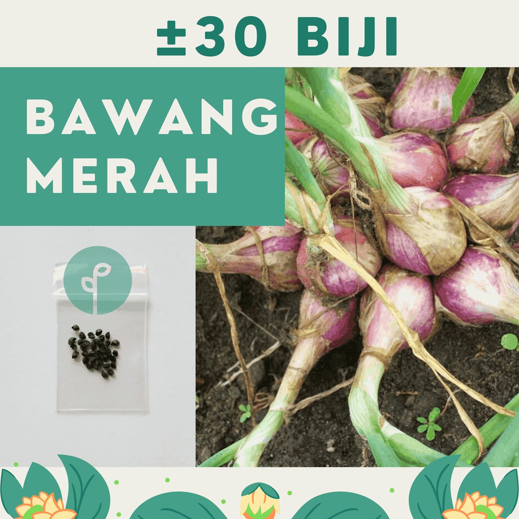 Bibit Sayuran Benih Sayur Paket Lengkap Hidroponik Kangkung Bayam Cabe Sawi Selada Terong Tomat dll-BAWANG MERAH