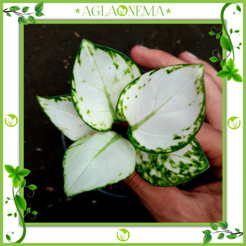 BIBIT SUPER WHITE AGLAONEMA_AGLONEMA HIAS IMPORT