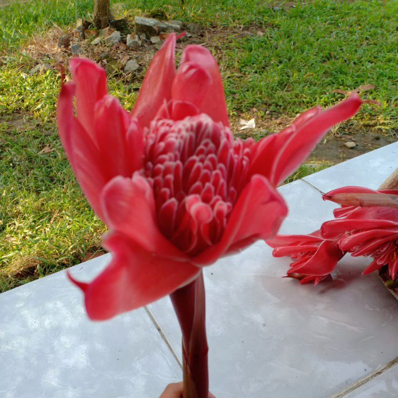 

KECOMBRANG MERAH MEKAR 250gr