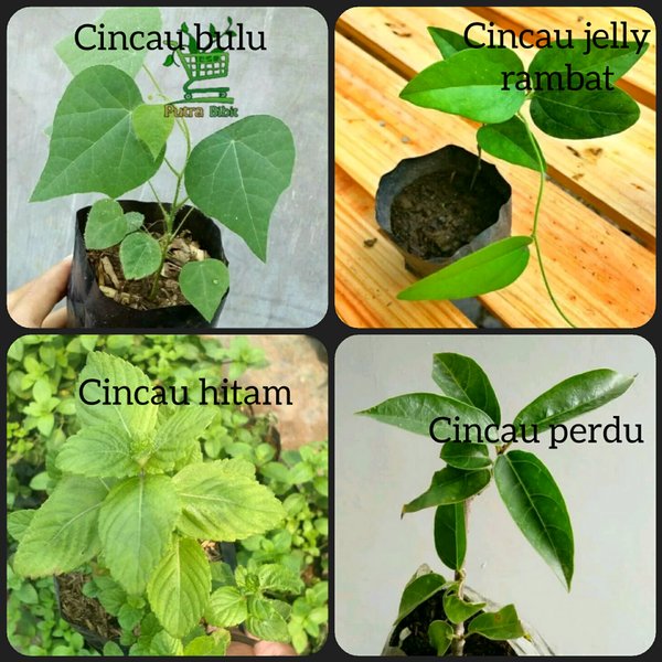 Paket 4 jenis bibit tanaman cincau -cingcau- bibit pohon cincau