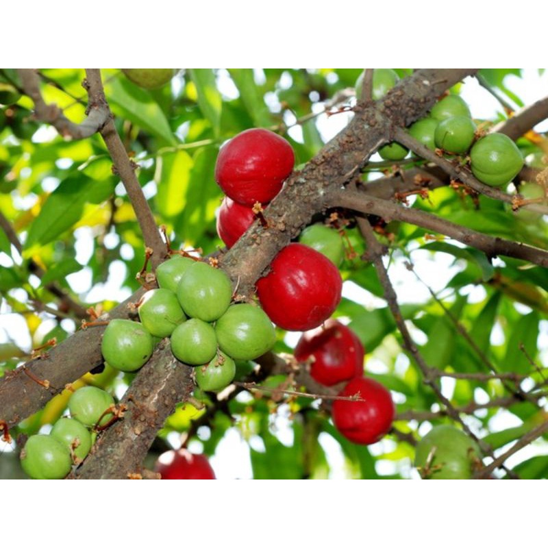 

biji buah mahkota dewa