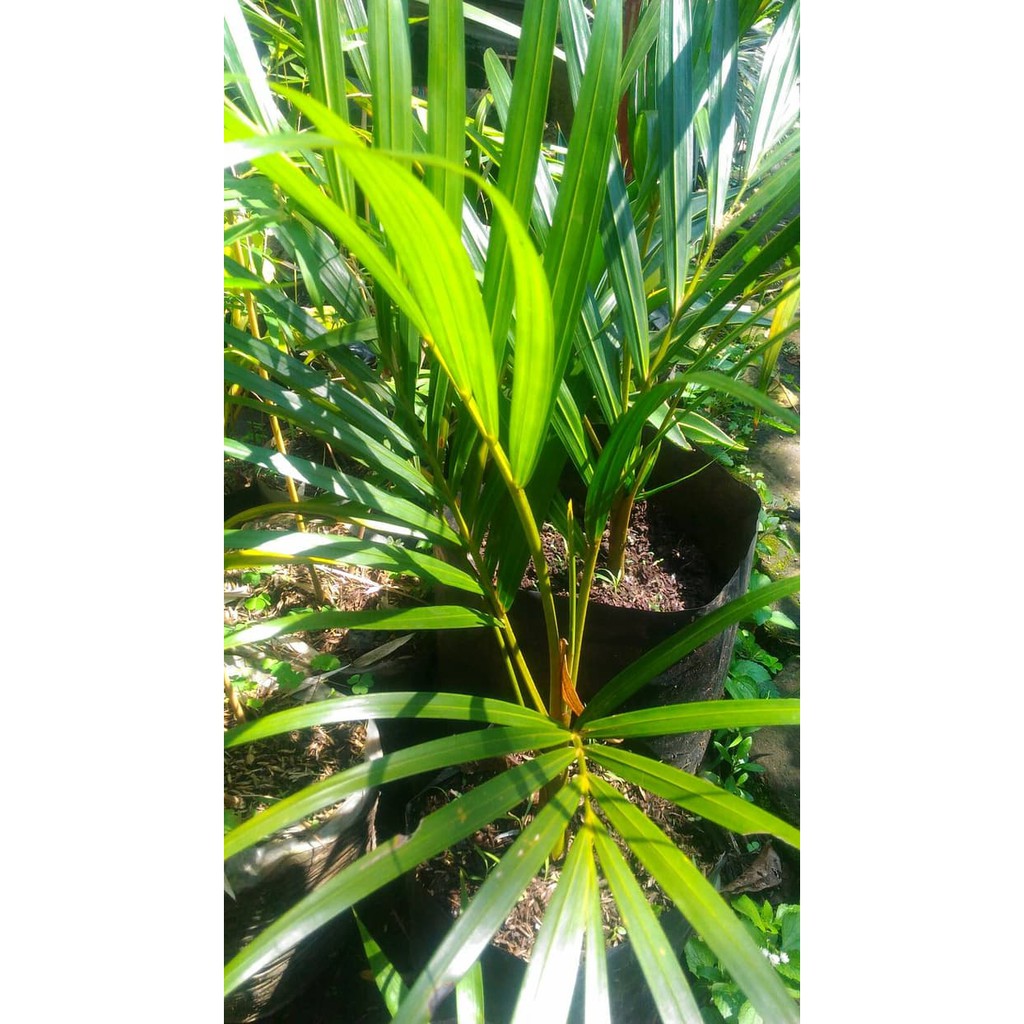 Promo Bibit Palem Kuning / Palem Kuning / Palem / Landscape terbaik