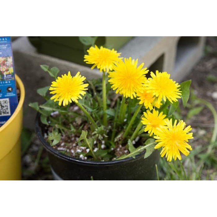 Biji Bunga Dandelion Kuning - Bibit Tanaman Pohon Bunga Dandelion - Bunga Dandelion Kuning - COD