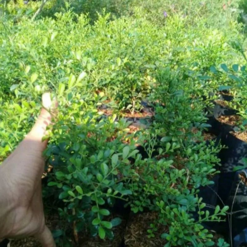 Pohon Kemuning Micro Tanaman Hias Kemuning Wangi Bibit Bonsai Pohon Kemuning