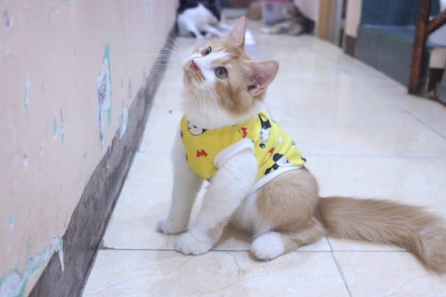 Baju rumahan simple untuk kucing dan anjing motif mickey mouse / baju kucing murah size S M L XL