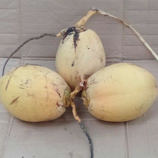 KELAPA GADING / KELAPA MUDA / DUGAN BERKHASIAT BANYAK MANFAAT