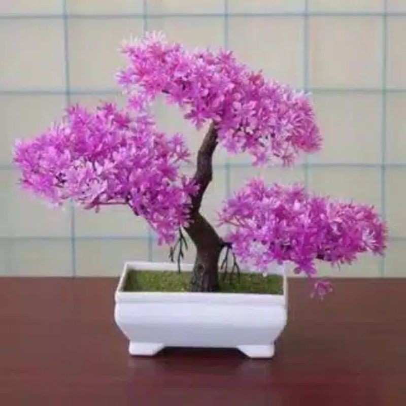 Bunga Hias Bonsai beringin