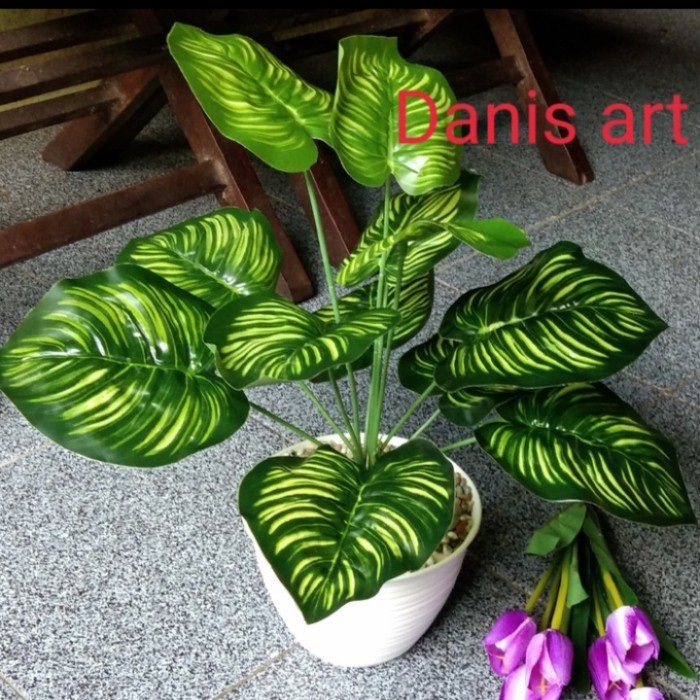 Tanaman Aglonema palsu/ keladi kuning/ keladi palsu/ bunga plastik