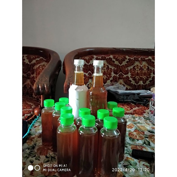 

madu hutan liar