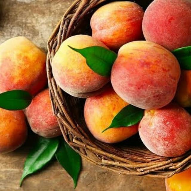 Bibit Buah Persik Peach