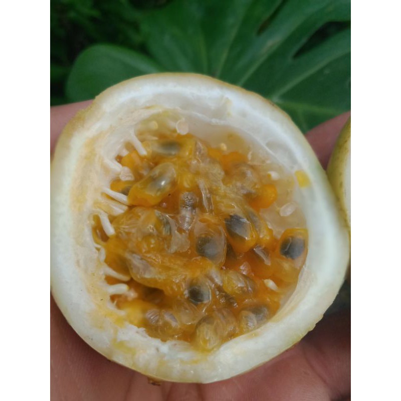 Buah Segar Buah Markisa Fresh Untuk Juice Dan Minuman Segar Lainya Harga Per 10 Buah Markisa Shopee Indonesia