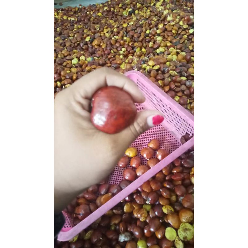 

Jengkol tua 500 gr