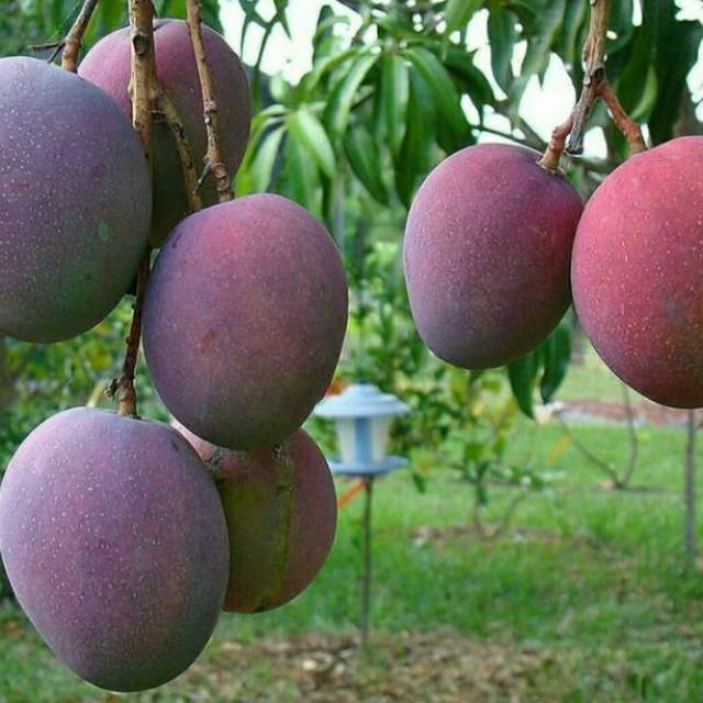 Bibit Mangga Irwin / Mangga King Purple Okulasi Cepat Berbuah (Jaminan Original)