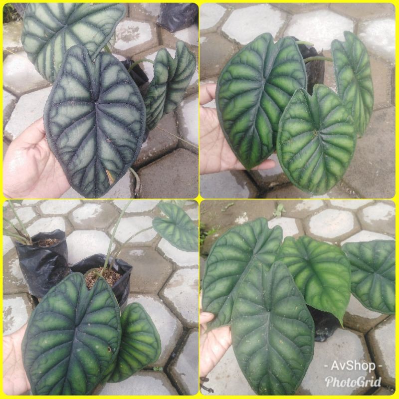 Paket Keladi Tengkorak 4 pohon