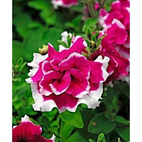 BIBIT TANAMAN HIAS BUNGA PETUNIA