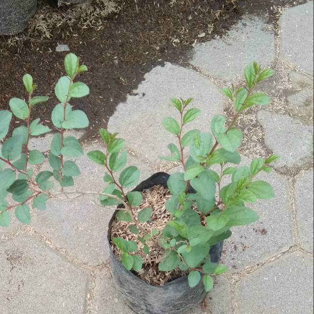 Bibit tanaman daun bidara