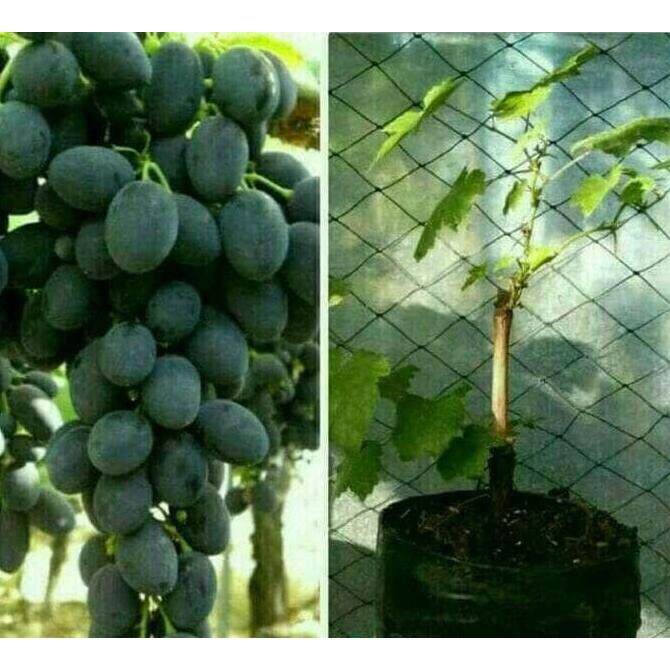 Unggul Bibit Buah Anggur Autum Royal Sedlees Dijual