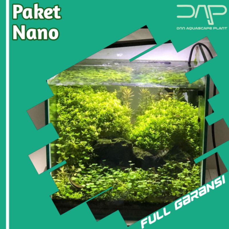 Jual Paket Tanaman Aquascape Nano Tank Shopee Indonesia