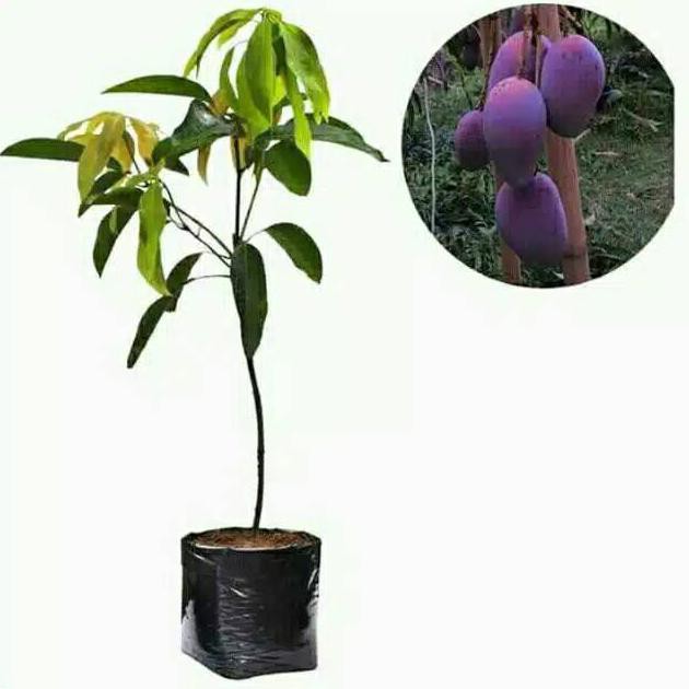Bibit Mangga Irwin Okulasi  Mangga Irwin Berbunga  K4J