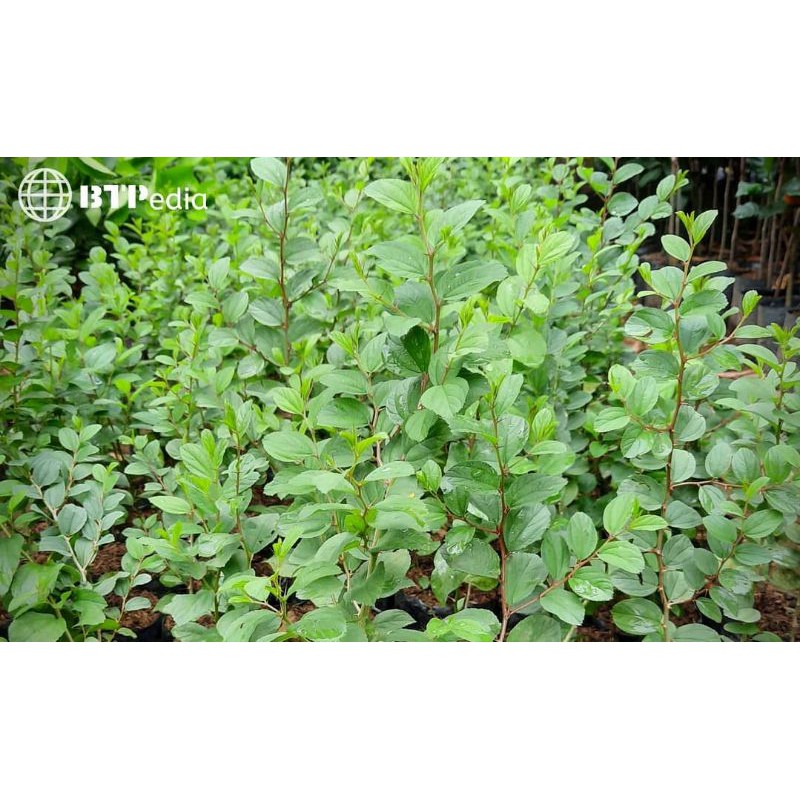 

Daun Bidara original