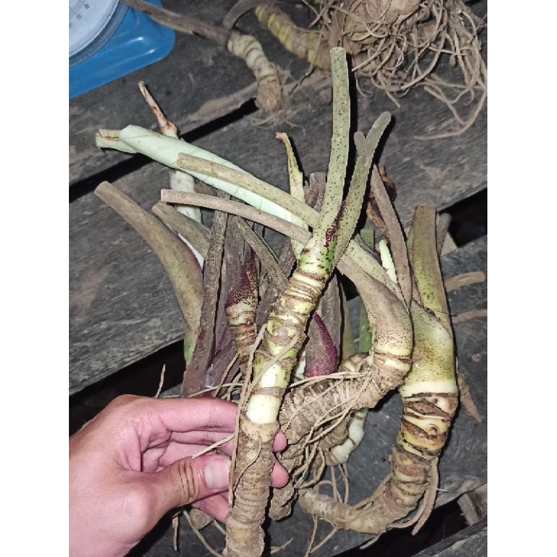 Bonggol/Bibit Alocasia Melo Badak (utuh) MELO KAPUAS Alocasia Chai