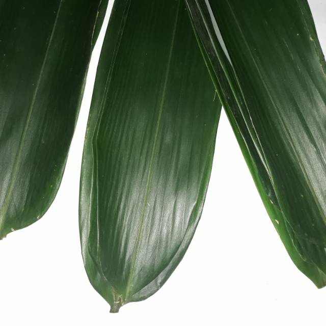 

Daun bambu segar jumbo 50 lembar lebar 8 - 10 cm bungkus kue ketupat bacang/bakcang