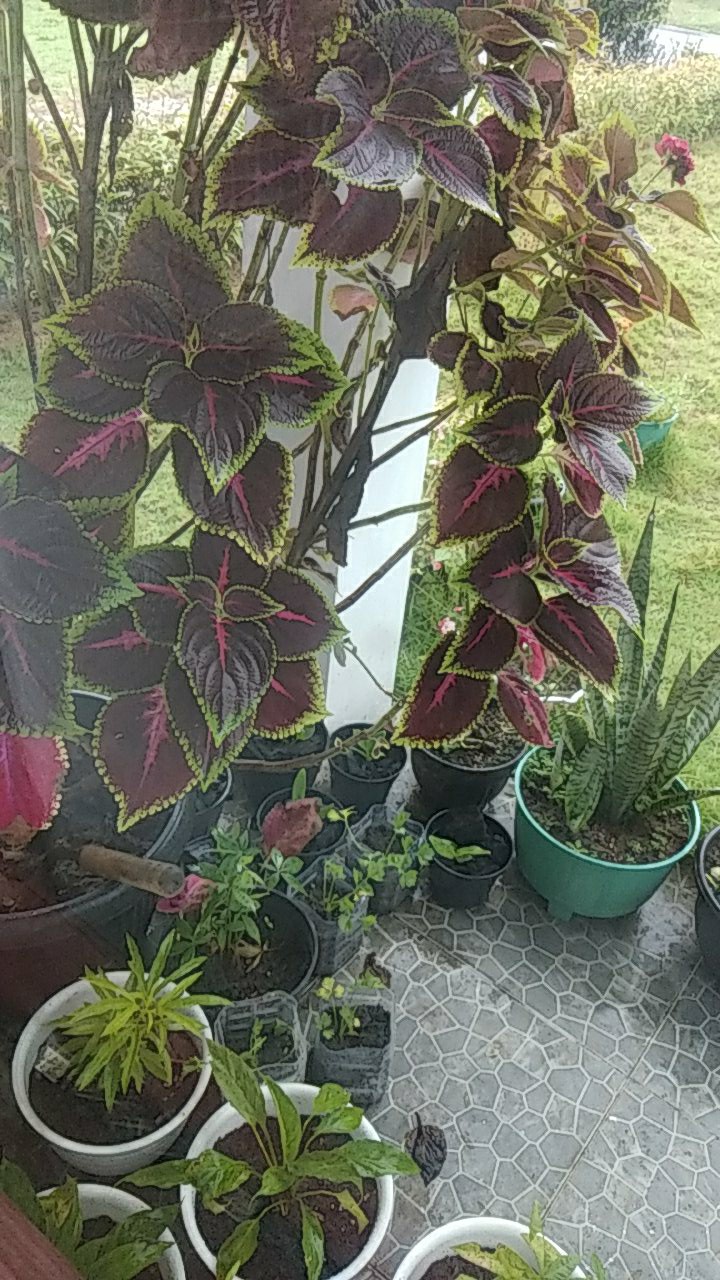 Bibit Anggrek Dendro - Dendrobium Seedling Hybrid