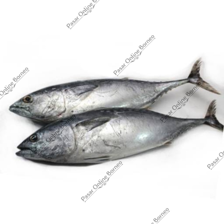 

Ikan Segar Tongkol Fresh 1 Kg