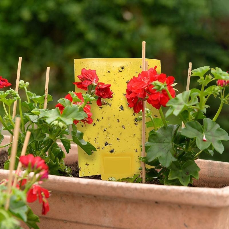 10pcs Dual-Sided Yellow Sticky Traps for Flying Plant Insect Such as Fungus Gnats, Whiteflies, Aphids, Leafminers,Thrips