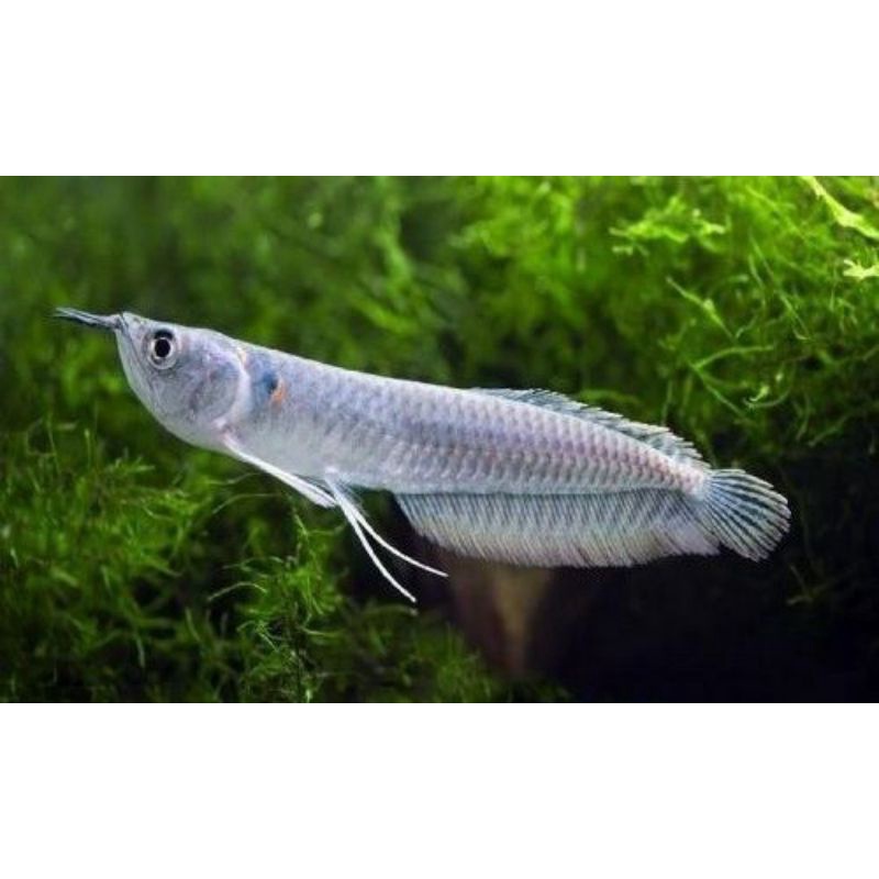 AROWANA SILVER RED