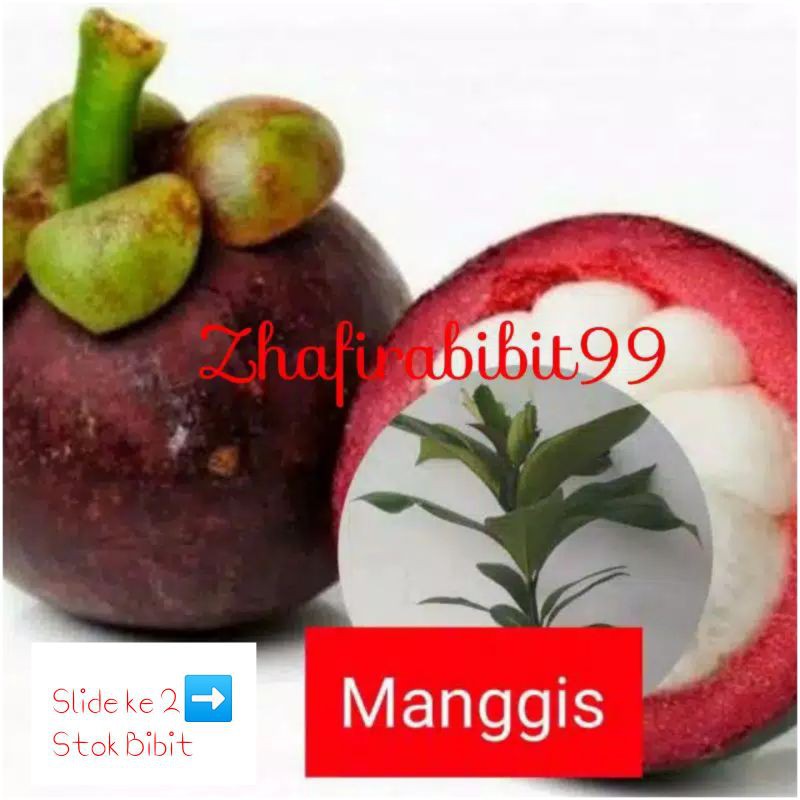 Bibit Manggis Okulasi